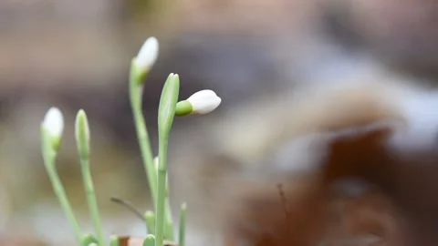 Galanthus snowdrops bloom first in the forest Stock Footage 147735599