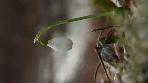 Galanthus snowdrops bloom first in the forest Video stock 147735602