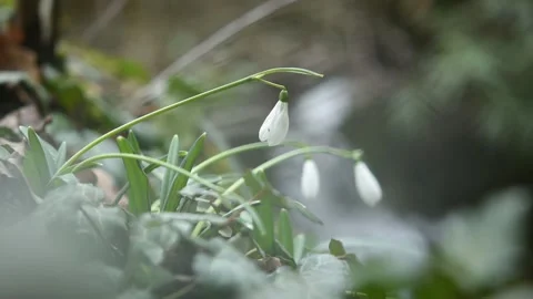 Galanthus snowdrops bloom first in the forest Video stock 152277245