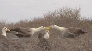 Galapagos Albratross Aka Waved Albatrosses Mating Dance Courtship Ritual Stock Footage