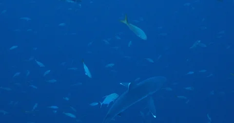 Galapagos and silvertip sharks, Stock Footage 125787592