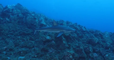 Galapagos and silvertip sharks, Stock Footage 125865503