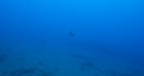 Galapagos and silvertip sharks, Stock Footage 125877675