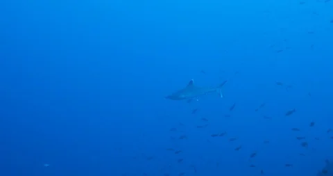 Galapagos and silvertip sharks, Stock Footage 125885278