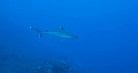 Galapagos and silvertip sharks, 库存影片 125885531