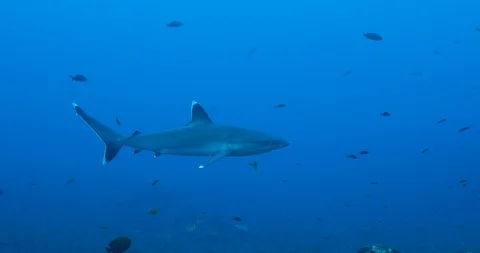 Galapagos and silvertip sharks, Stock Footage 125903425
