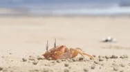 Galapagos Animals And Wildlife - Ghost Crab On Puerto Villamil Beach On Isabela Stock Footage