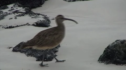Galapagos Bird 1 (FULL HD 1080) Stock Footage 1068170