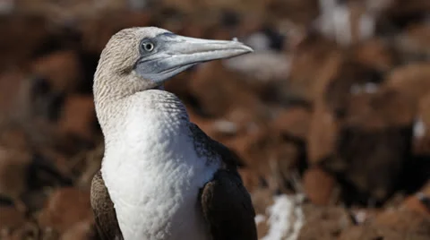 Galapagos Blue Footed Booby Stock Footage 25602395