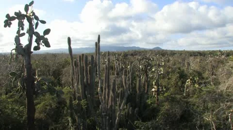 Galapagos Cacti Landscape Видео 10683727