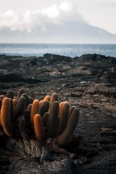 Galapagos Cacti with Ocean View Stock Photos