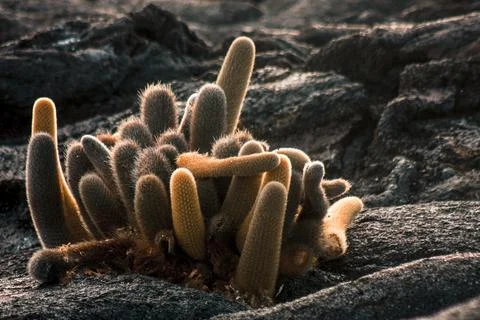 Galapagos Cactus Cluster Stock Photos