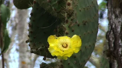 Galapagos Cactus Flower (FULL HD 1080) Stock Footage 1068165