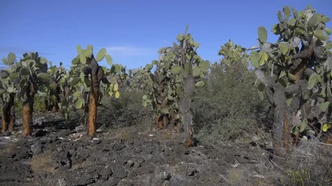 Galapagos Cactus forest Stock Footage 94200631