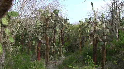 Galapagos Cactus Tree (FULL HD 1080) 動画素材 1068164