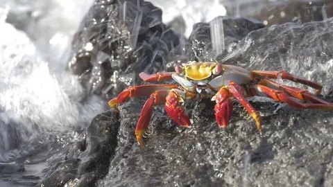 Galapagos Crab Stock Footage 74695876