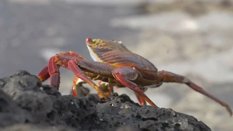 Galapagos Crab Walking Stock Footage 73455653