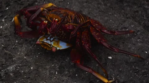 Galapagos crabs 動画素材 55547026