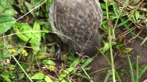 Galapagos Darwin Bird (FULL HD 1080) Stock Footage 1068417