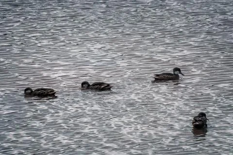 Galapagos Duck Quartet Stock Photos
