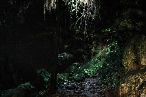 Galapagos Enchanted Forest Light Stock Photos