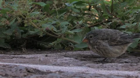 Galapagos Finch Видео 10683702