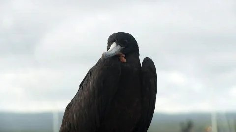 Galapagos Stock Footage 758212