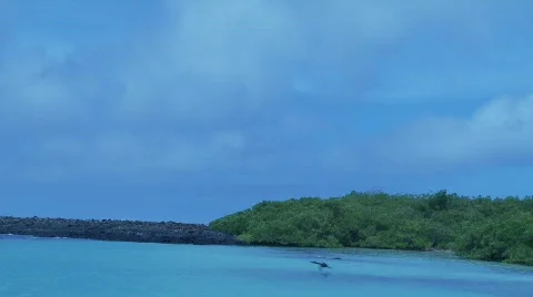 Galapagos Stock Footage 758215