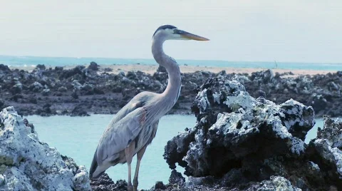 Galapagos Stock Footage 758231
