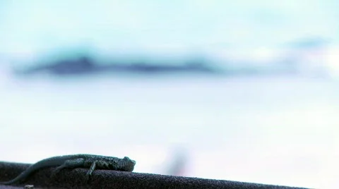 Galapagos Stock Footage 758238