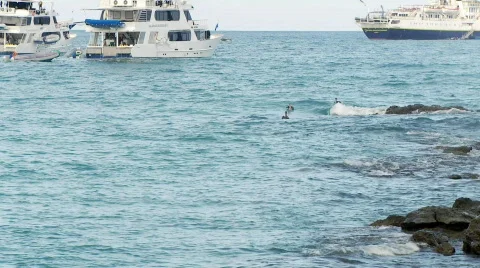 Galapagos Stock Footage 758271