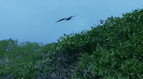 Galapagos Stock Footage 769420