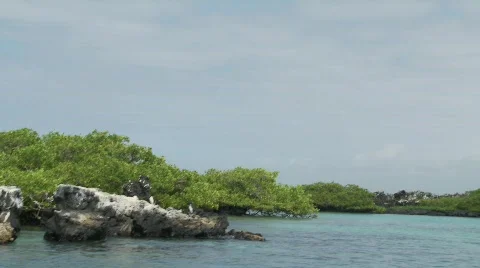 Galapagos Stock Footage 769424