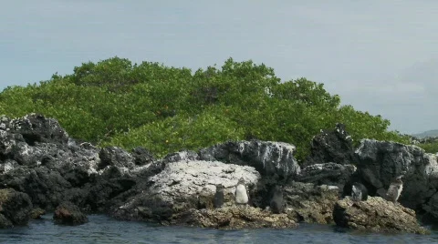 Galapagos Stock Footage 769427