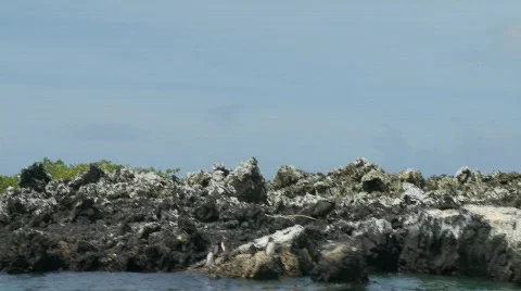 Galapagos Stock Footage 769453