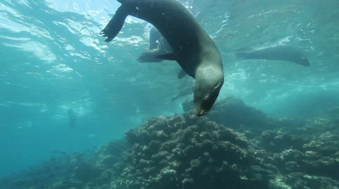 Galapagos fur seals looking down from the surface Stock Footage