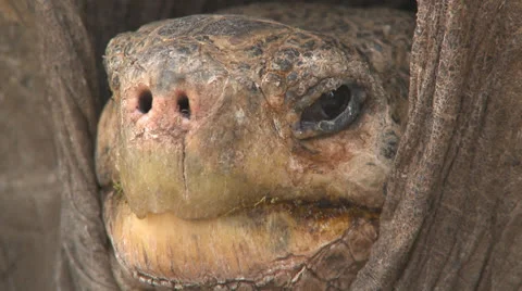 Galapagos Giant Tortoise Close Up Stock Footage 25602845