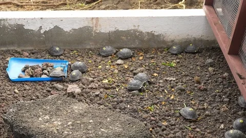 Galapagos giant tortoise cubs exploring enclosure 스톡 동영상 310191355