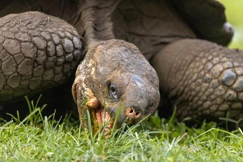 Galapagos Giant Tortoise eats grass, Galápagos Islands Foto stock