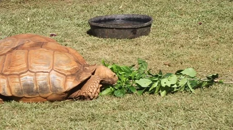 Galapagos giant tortoise Stock Footage 7978203