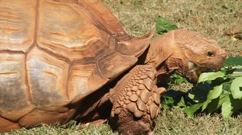 Galapagos giant tortoise Stock Footage 8000753