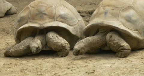 A Galapagos giant tortoise Stock Footage