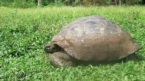 Galapagos Giant Tortoise Stock Footage 78357585