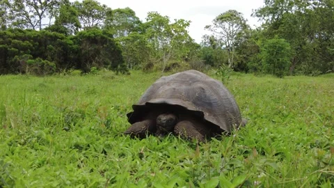 Galapagos Giant Tortoise  Stock Footage 230042014