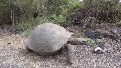 Galapagos Giant Tortoise  Stock Footage 230042134
