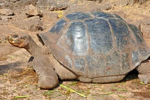 Galapagos Giant Tortoise, Galapagos Islands, Ecuador Stock Photos