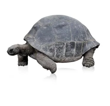 Galapagos giant tortoise Stock Photos