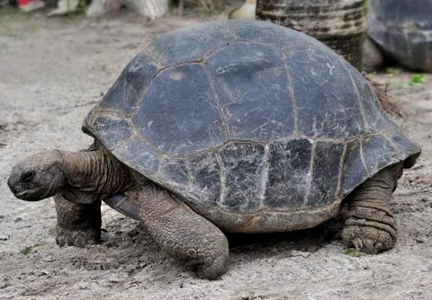 Galapagos giant tortoise Stock Photos