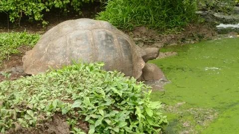 GALAPAGOS Giant Turtle drinking from mud pool Stock Footage 329393031