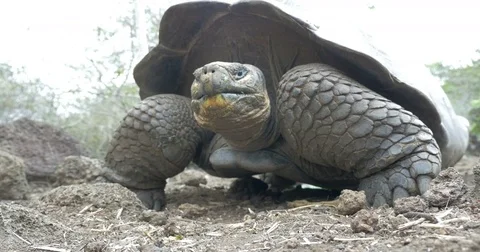 Galapagos Giant Turtle feeding Stock Footage 74722560